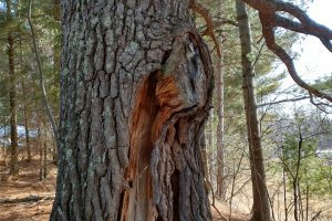 BG Forest Inventory - Pine Curve