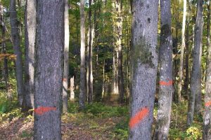 BG Specialty Services Timber Marking 100 0927 - Pine Curve