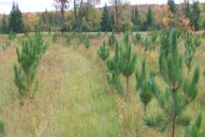 BG Specialty Services Tree Planting Project Young Red Pine - Pine Curve