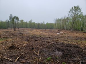 Aspen Clearcut with slash mulched Young Forest Habitat Project - Pine Curve