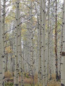 Aspen at Rotation Age 45 years rotated - Pine Curve