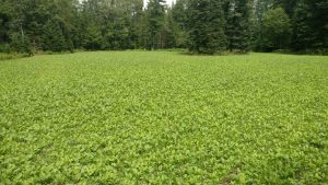 Brassica Clover Chicory Food Plot 1 scaled - Pine Curve