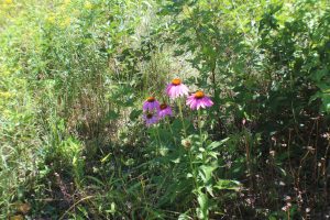 Echinacea Flower in Bee Butterfly Polinator Planting  - Pine Curve