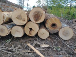 Hardwood Sawlogs on Landing - Pine Curve