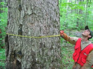 Measuring Diameter During Forest Inventory - Pine Curve