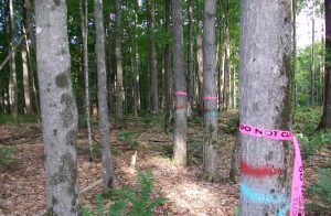 Reserve Tree Marking - Pine Curve