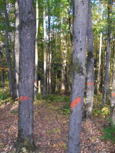 Single Tree Selection Marking Northern Hardwoods - Pine Curve