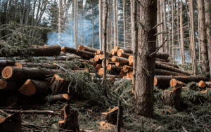 blog images 32 - Pine Curve