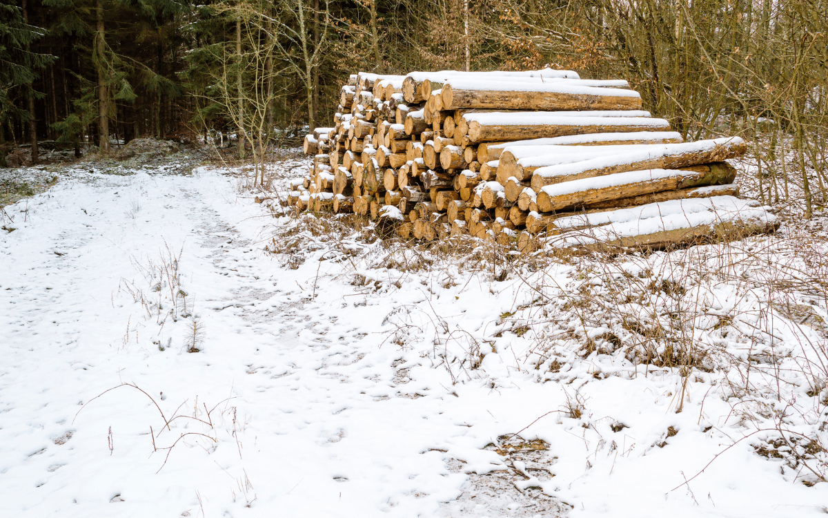 Copy of blog images 2026 01 09T163407.535 - Pine Curve