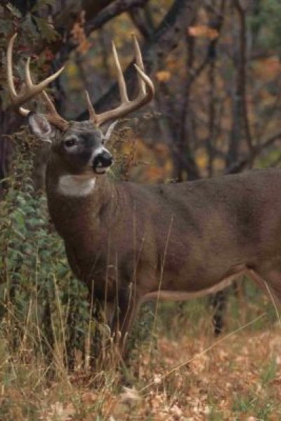 Wildlife Habitat Late Season Buck 600px - Pine Curve